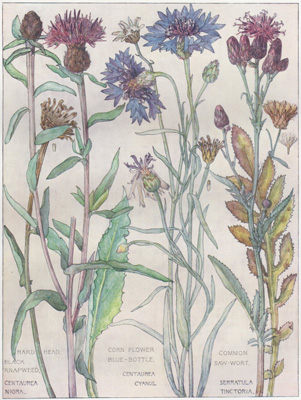 Hard Head Black Napweed, Corn Flower, Blue Bottle, Common Saw-wort